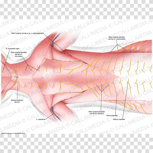 Thumb Hand Nail Human mouth Nerve, superficial temporal nerve transparent background PNG clipart