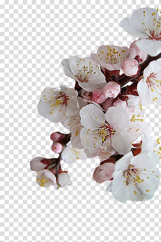Cherry blossom Moth orchids ST.AU.150 MIN.V.UNC.NR AD, cherry blossom transparent background PNG clipart