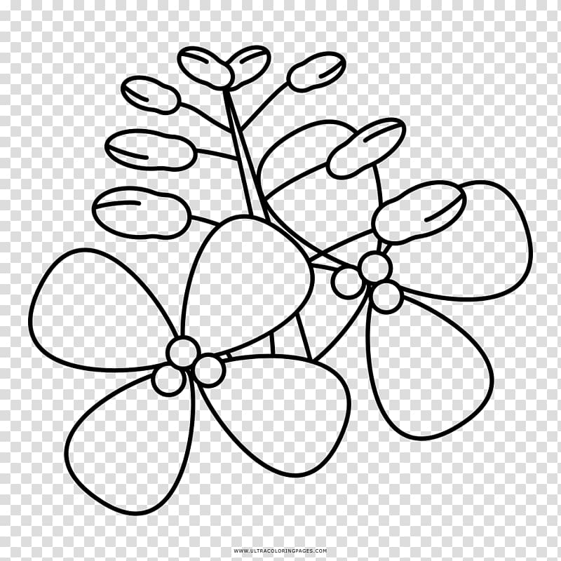 Drawing Coloring book Rapeseed Petal Ausmalbild, RapeSeed transparent background PNG clipart