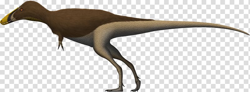 Alioramus Qianzhousaurus Tyrannosaurus Velociraptor Tarbosaurus, dinosaur transparent background PNG clipart