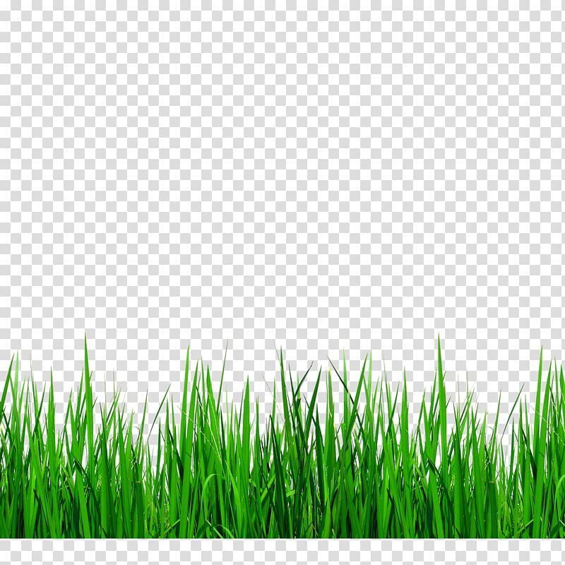 green grass illustration, Grasses , Green grass border details transparent background PNG clipart