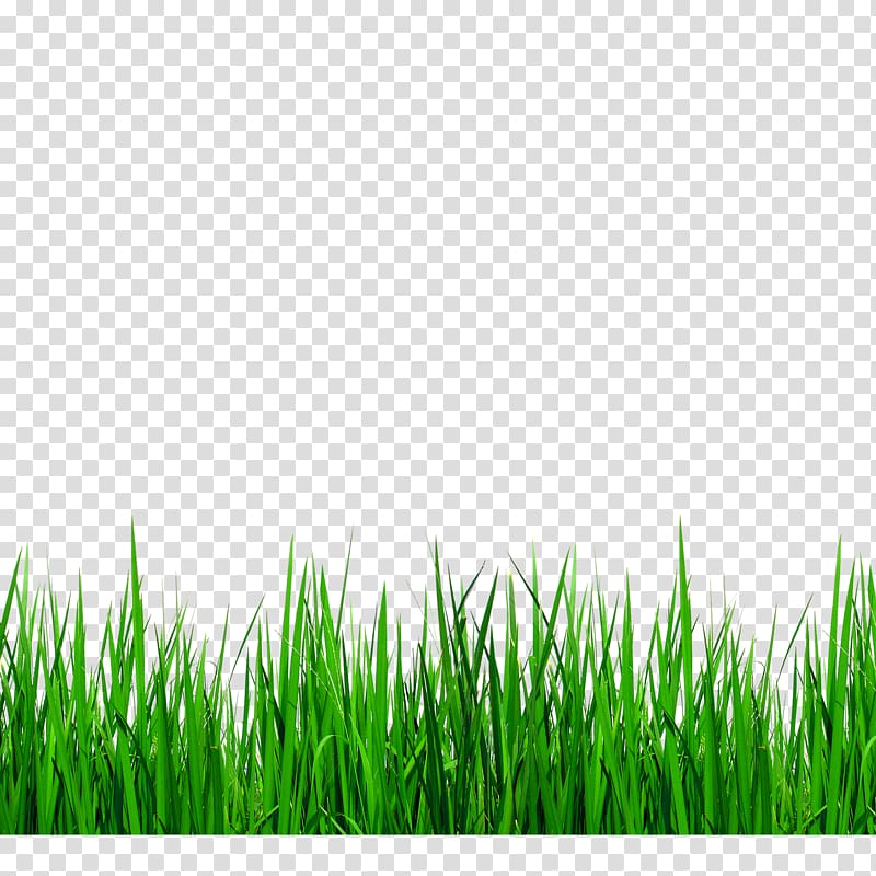 grass border png