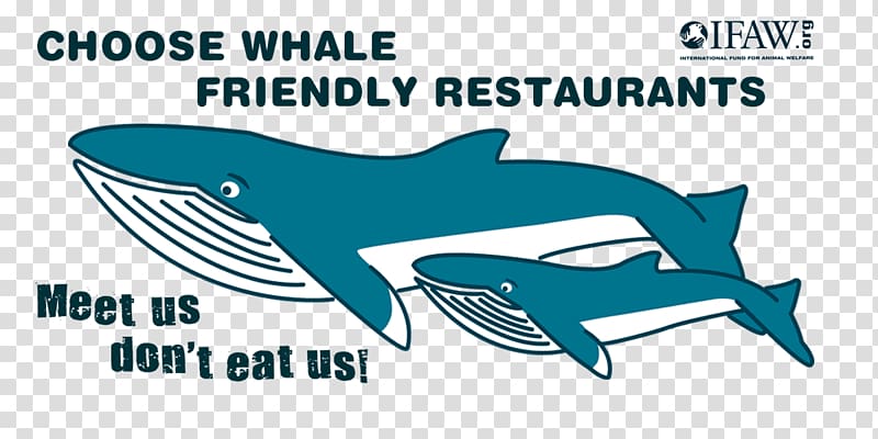 Common bottlenose dolphin Gentle Giants – Húsavík Whale Watching Whale Watching in Iceland Cetacea, dining text transparent background PNG clipart