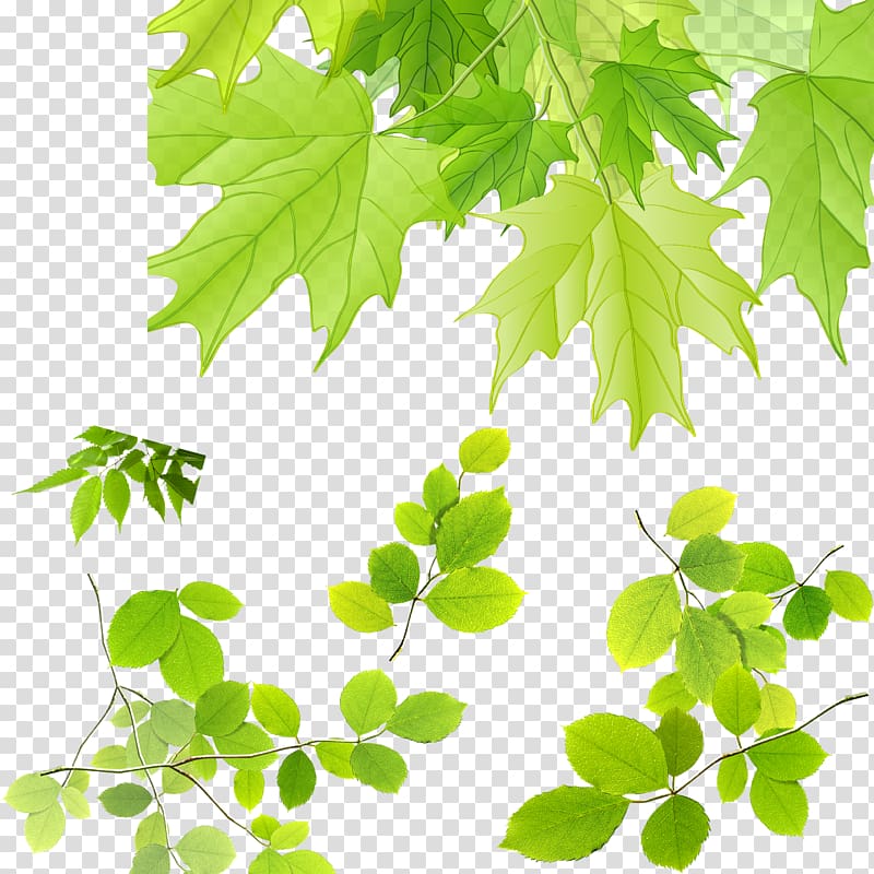 Maple leaf, Leaves transparent background PNG clipart