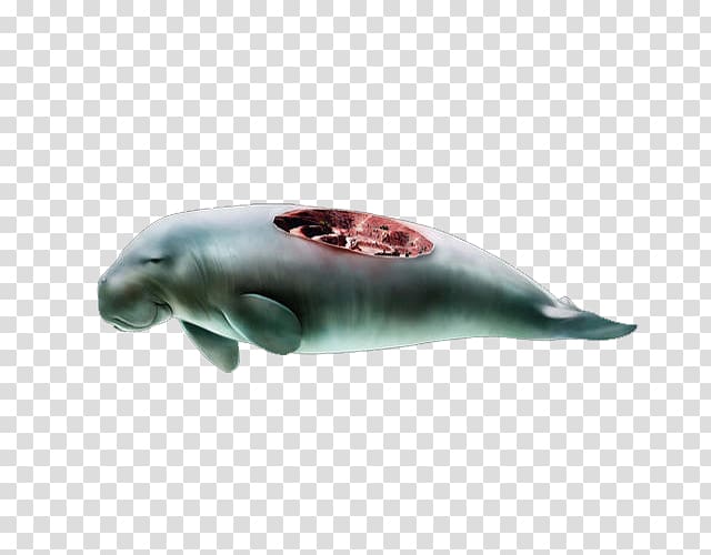 Dolphin Whale , Rotten whale transparent background PNG clipart