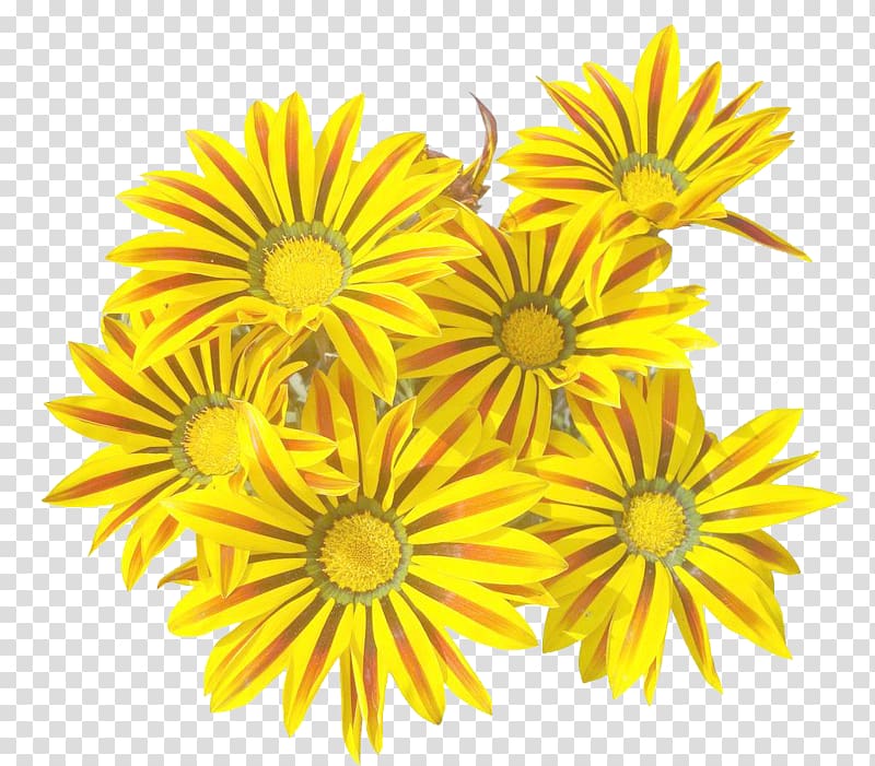 Chrysanthemum tea Yellow Flower, Blooming Chrysanthemum transparent background PNG clipart