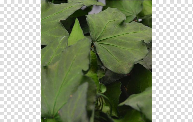 Common ivy Plant Fidelity Friendship Loyalty, plant transparent background PNG clipart
