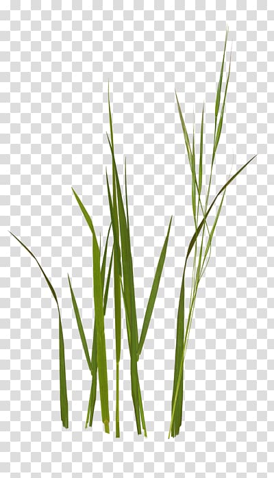 Sweet Grass Wheatgrass Commodity Grasses Plant stem, others transparent background PNG clipart