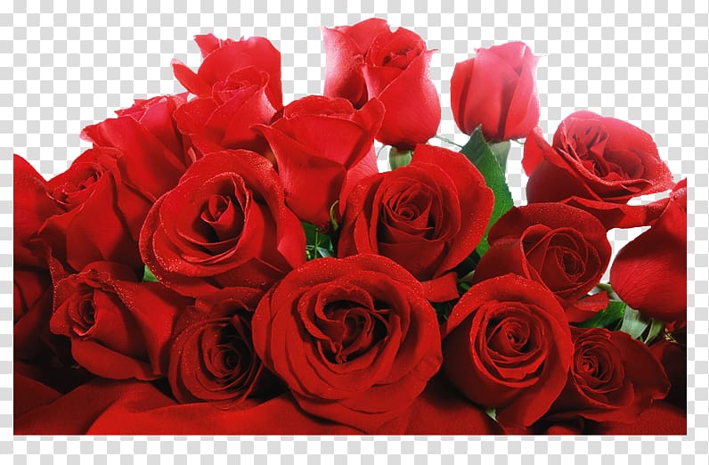 Rose Flower Valentine's Day Floristry, Rosa Vermelha transparent background PNG clipart