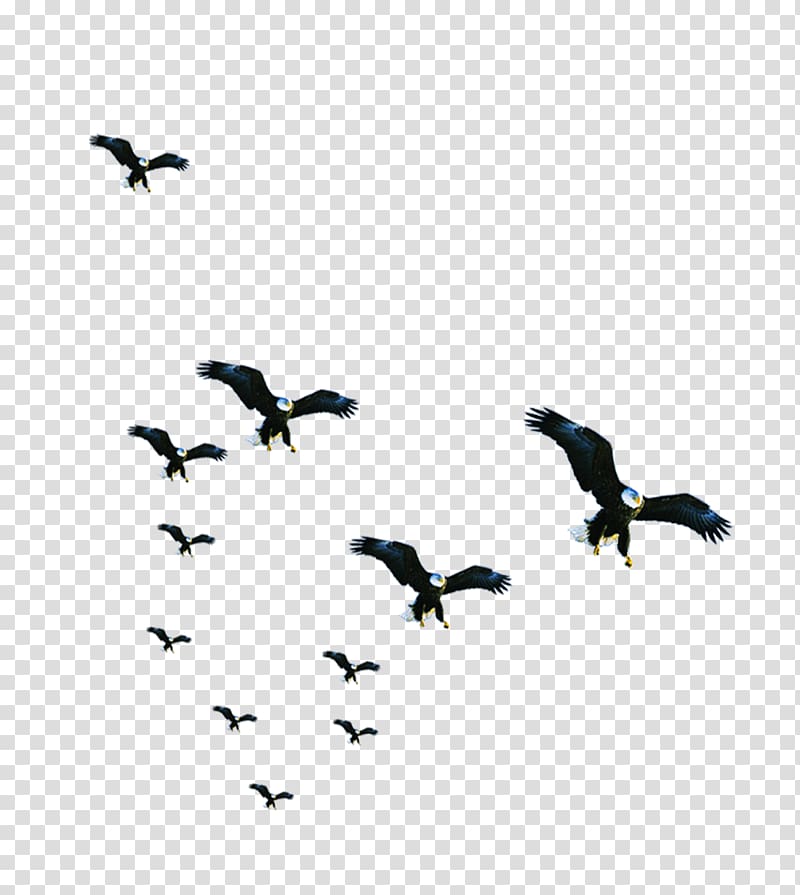 black eagles , Bird Resource Business, Beautiful flock of birds transparent background PNG clipart