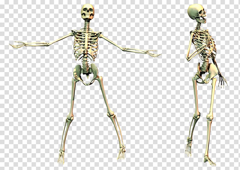 Skeleton transparent background PNG clipart