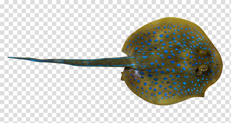 Fish Whiptail stingray, Deep Sea Ray transparent background PNG clipart
