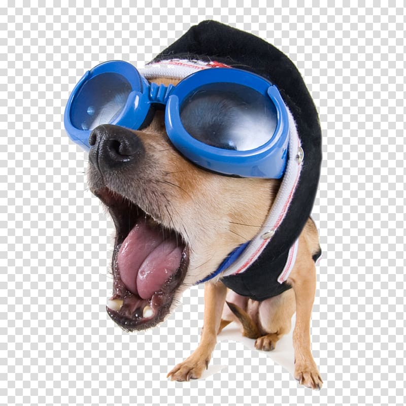 Funny store dog png