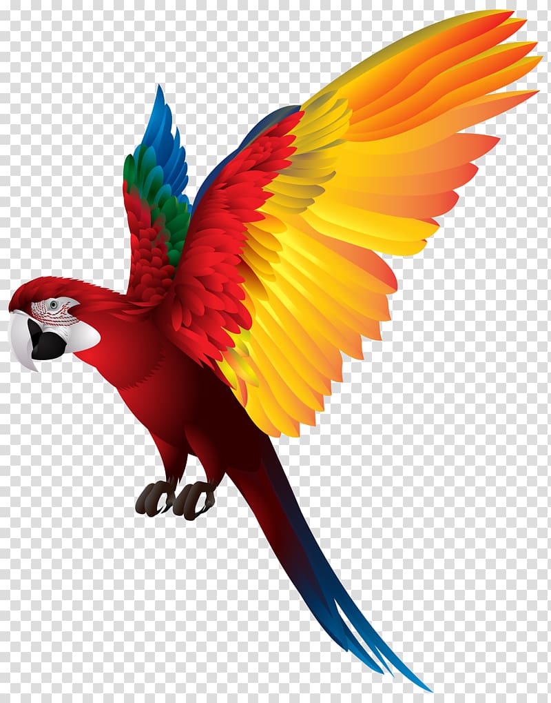 red and yellow macaw, Bird True parrot Macaw , parrot transparent background PNG clipart