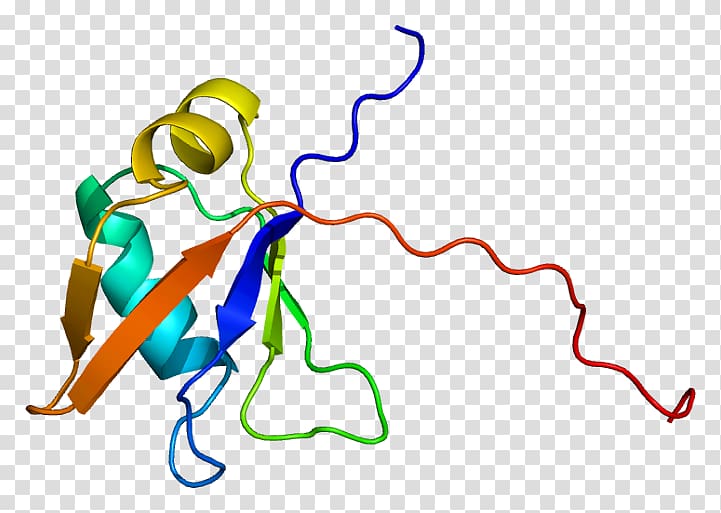 TARDBP Protein folding RNA-binding protein Gene, others transparent background PNG clipart