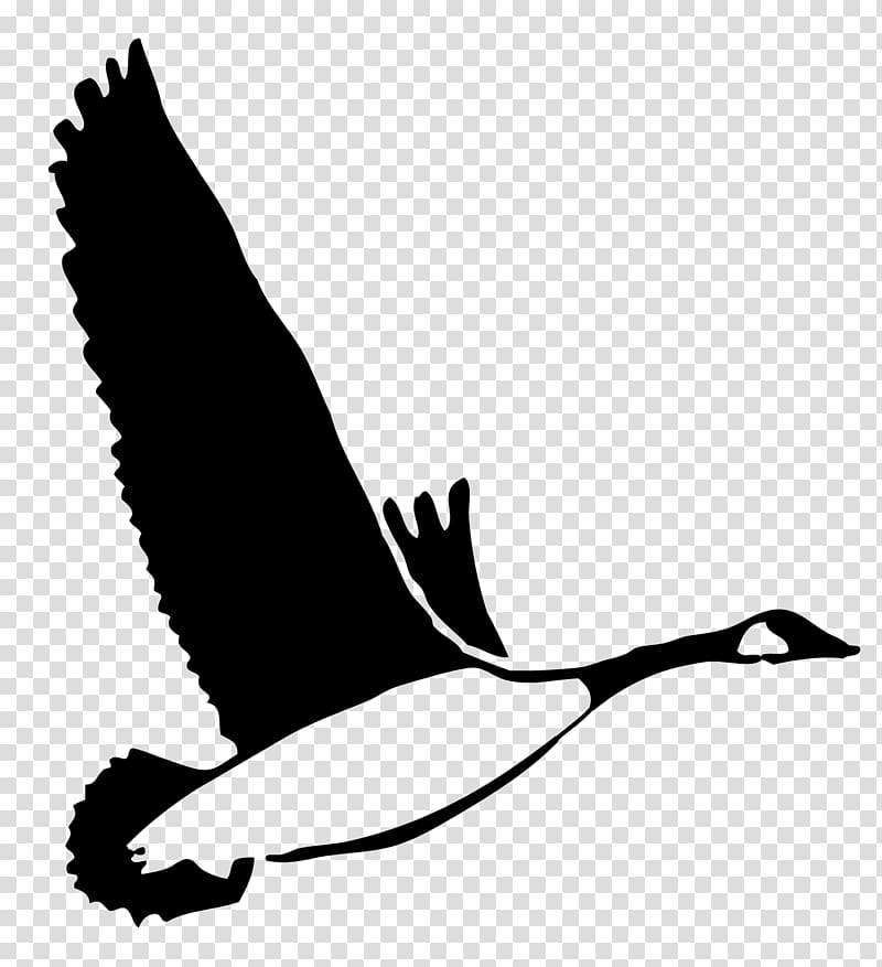 Duck Goose Feather Silhouette , duck transparent background PNG clipart