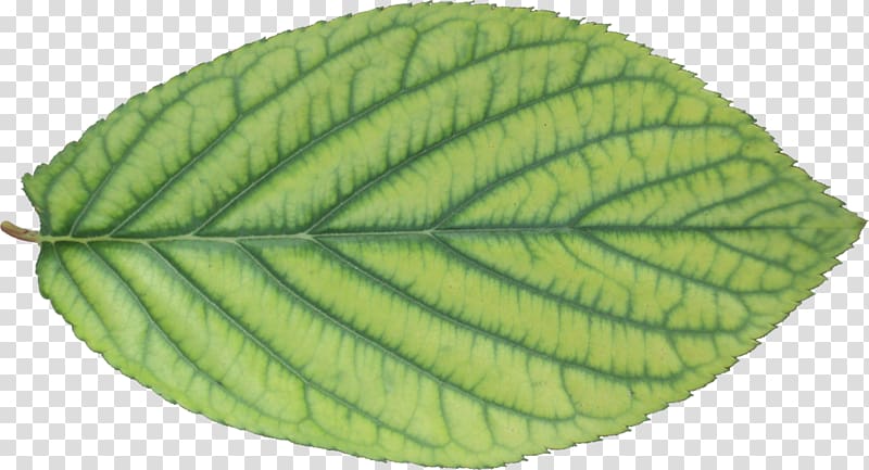 Leaf Plant pathology, Leaf transparent background PNG clipart