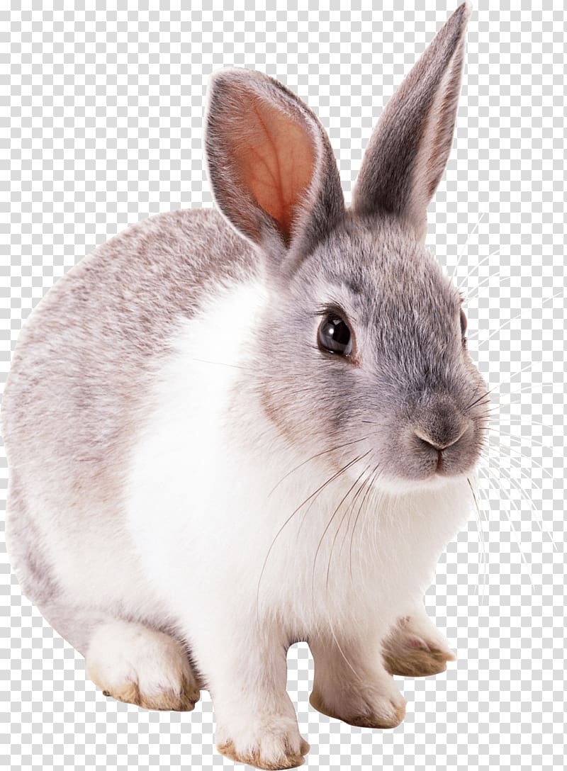 white and gray rabbit, Easter Bunny Hare Cottontail rabbit, Rabbit transparent background PNG clipart
