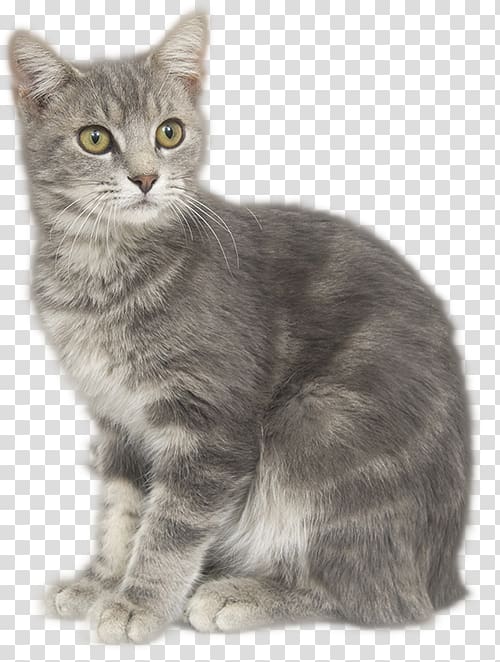 Tabby cat European shorthair Manx cat American Shorthair Nebelung, kitten transparent background PNG clipart
