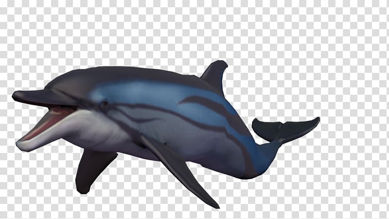 Common bottlenose dolphin Short-beaked common dolphin Wholphin Tucuxi Rough-toothed dolphin, dolphin transparent background PNG clipart