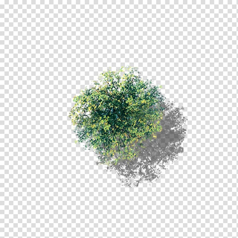 green leafed plant, Tree, Overlooking the flowering camphor tree transparent background PNG clipart