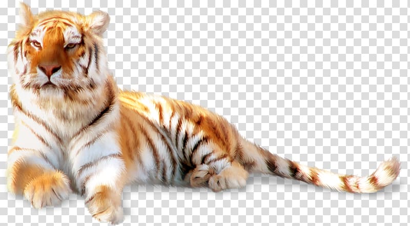 Siberian Tiger Felidae Whiskers Cat, Lying tiger transparent background PNG clipart